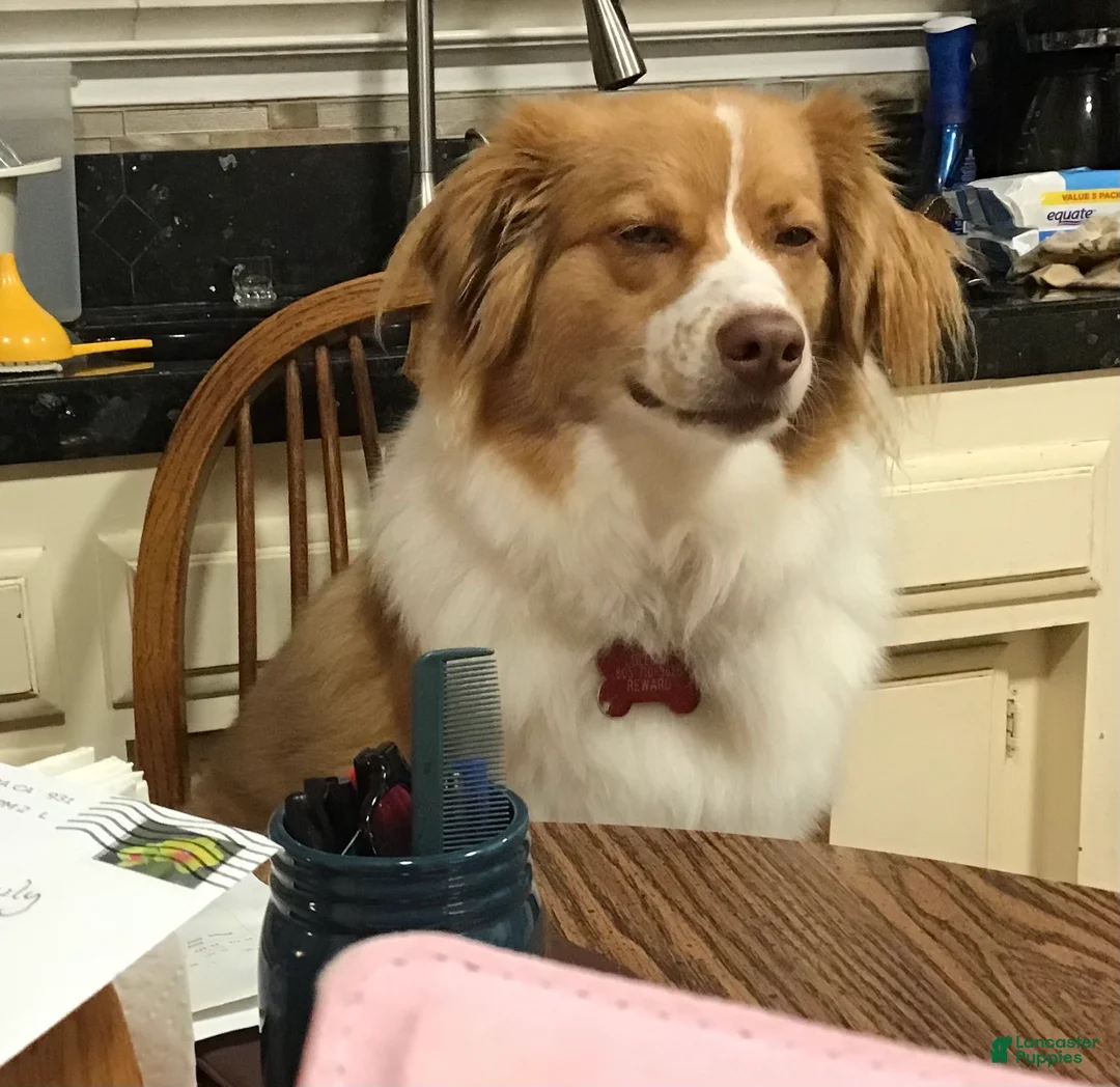 Australian Shepherd dogs for sale: Buster Australian shepherd  - Ad 2