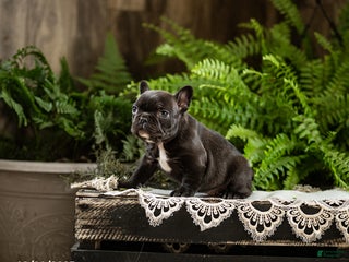 French Bulldog dogs Rosie - Ad 18