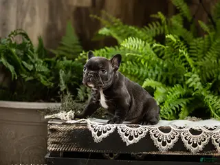 French Bulldog dogs Rosie - Ad 14