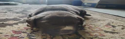 Mixed Breed dogs for sale: Con - Ad 1