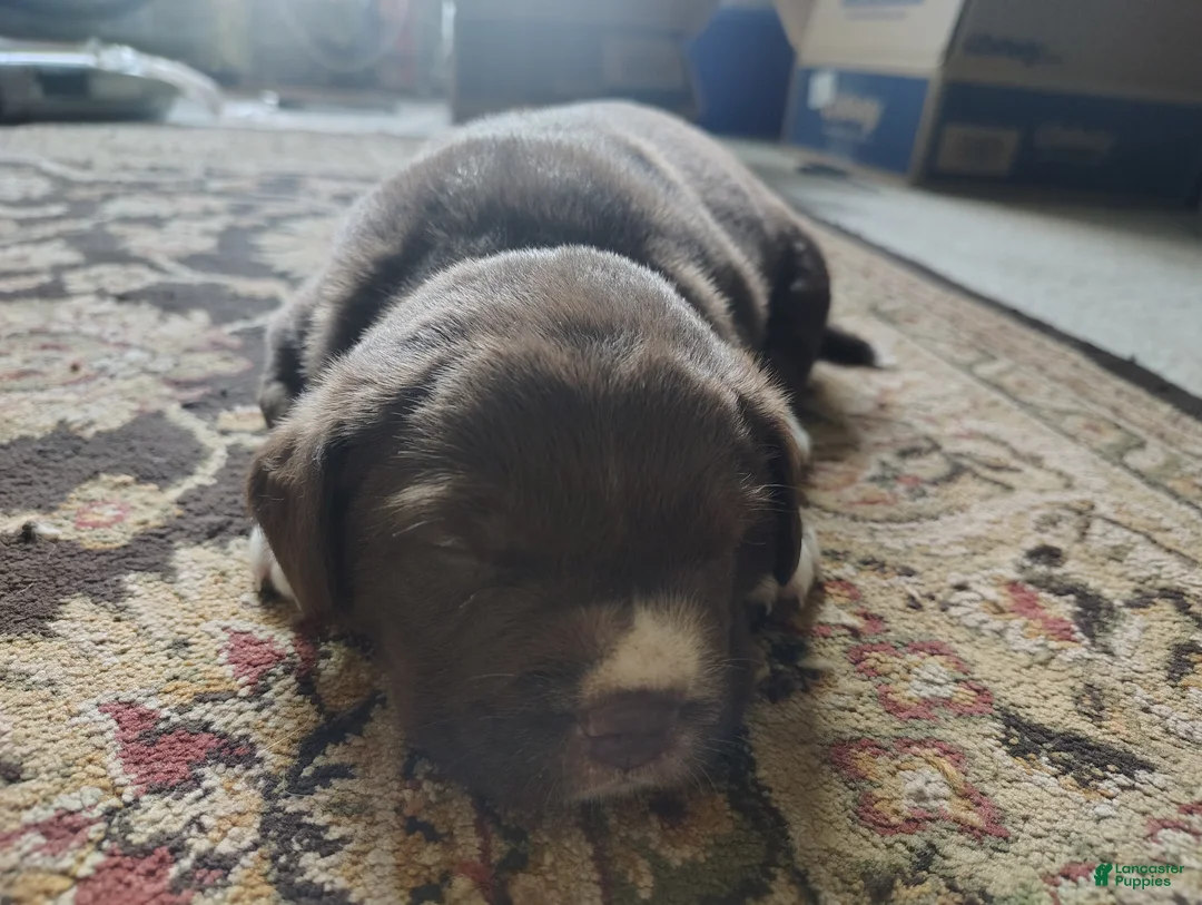 Mixed Breed dogs for sale: Con - Ad 1