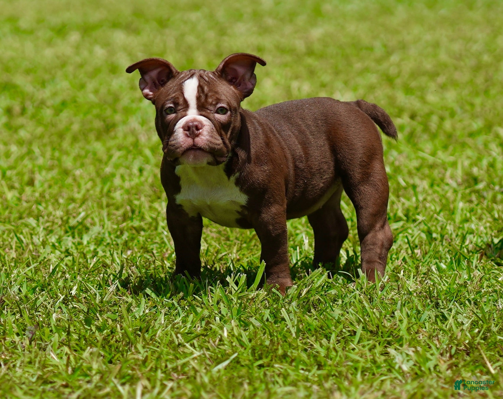 American Bully dogs American Bully 5 - Ad 24