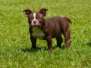 American Bully dogs American Bully 5 - Ad 24