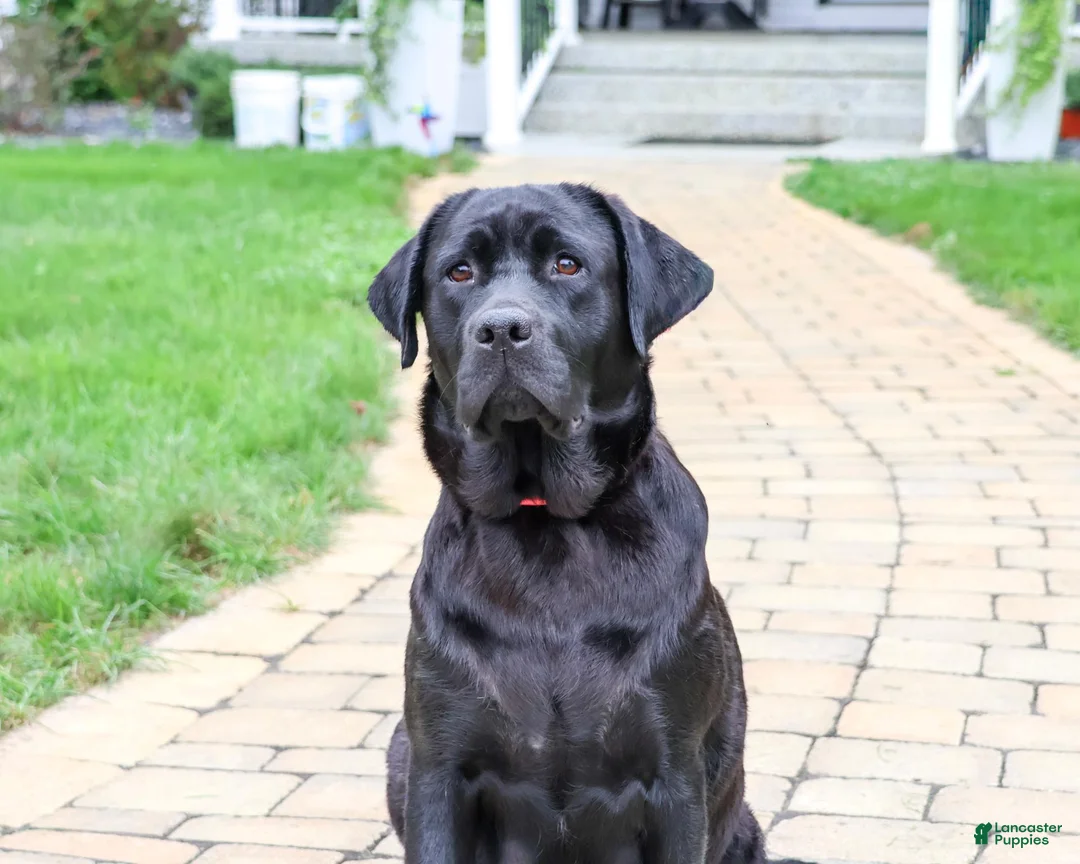 Labrador Retriever dogs for sale: Sapphire - Ad 6