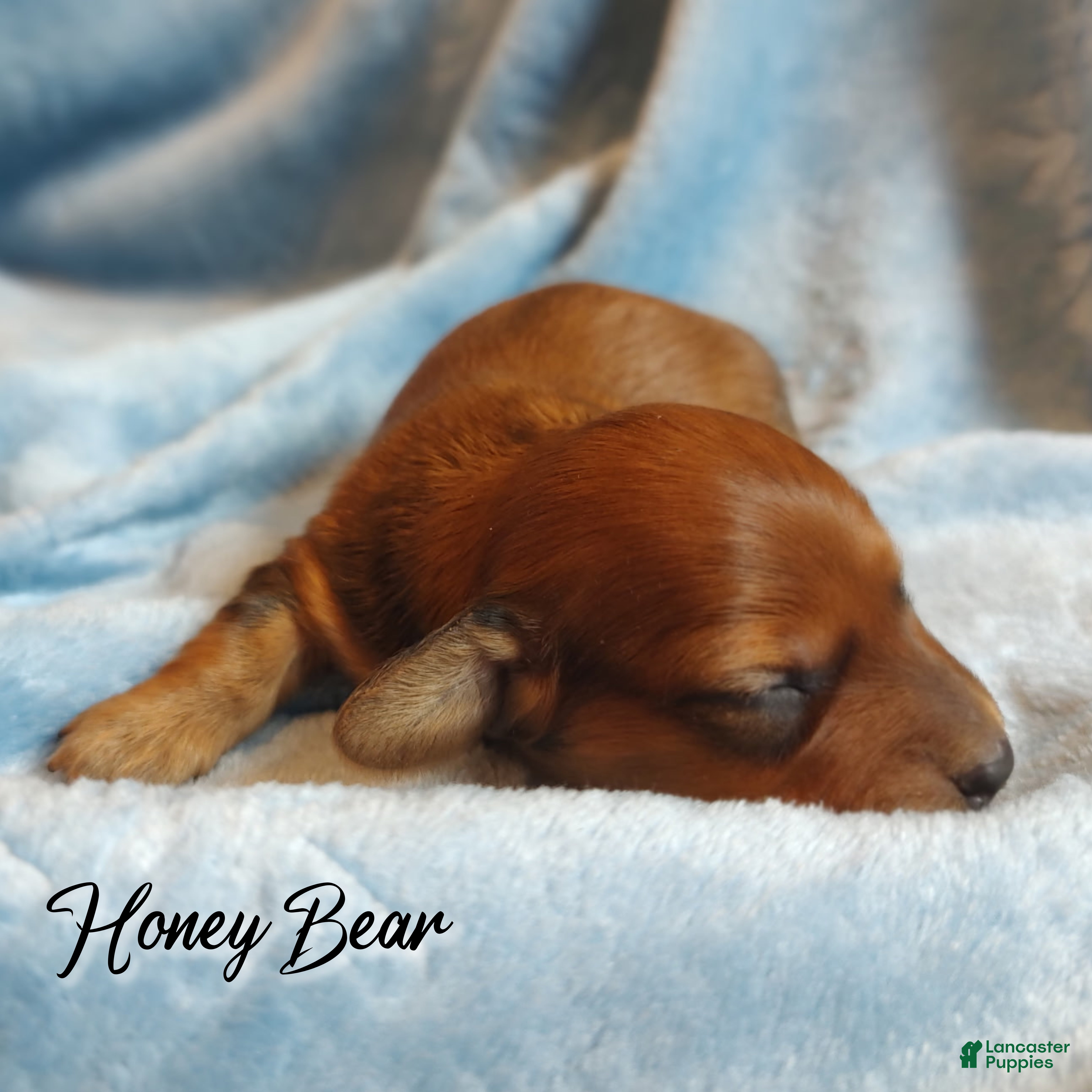 Miniature Dachshund dogs Miniature Dachshund 1 - Ad 3