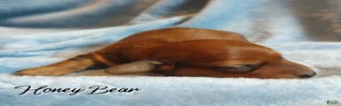Miniature Dachshund 1