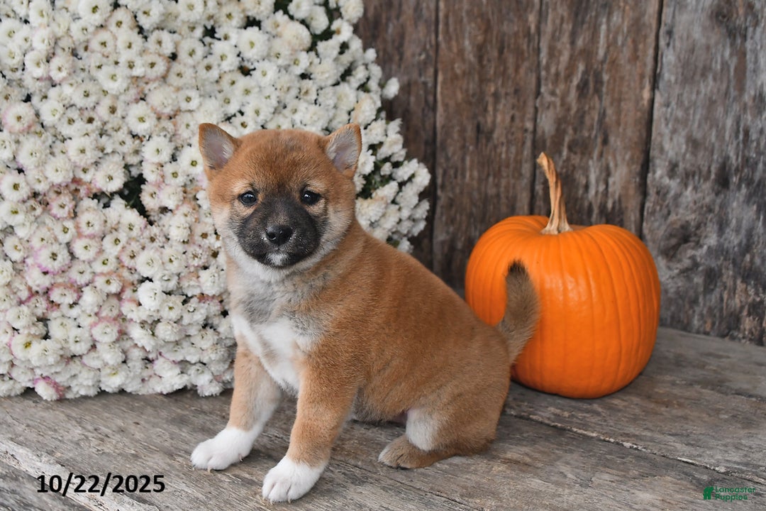Shiba Inu dogs for sale: Jewel - Ad 9