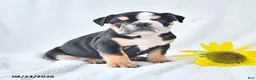 Olde English Bulldogge dogs for sale: Dora - Ad 4