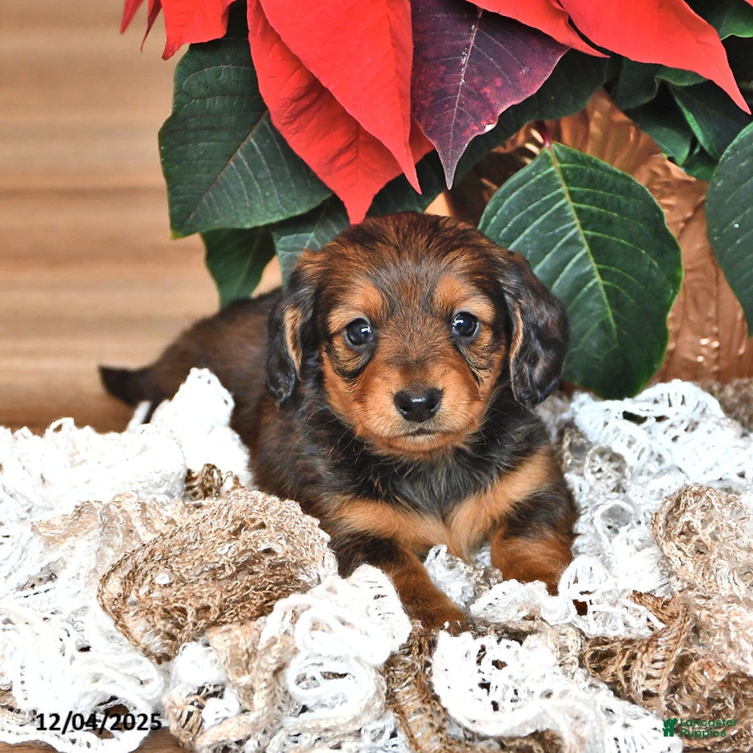 Miniature Dachshund dogs for sale: Stella  - Ad 5