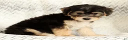 Yochon dogs for sale: Milo - Ad 9