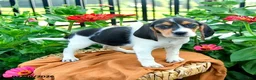 Beagle dogs for sale: Hadassah - Ad 4
