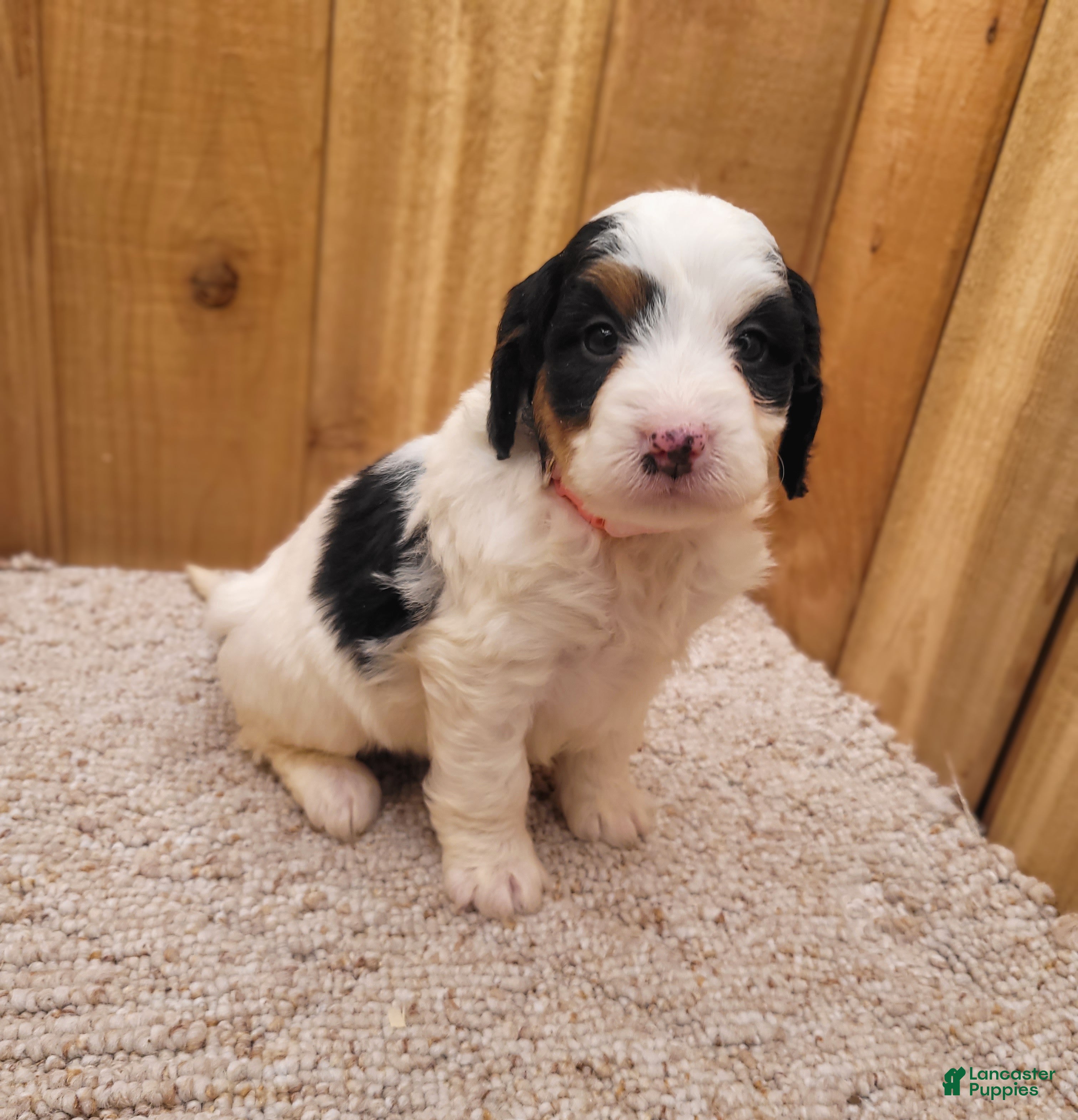 Mini Bernedoodle dogs Sally - Ad 1