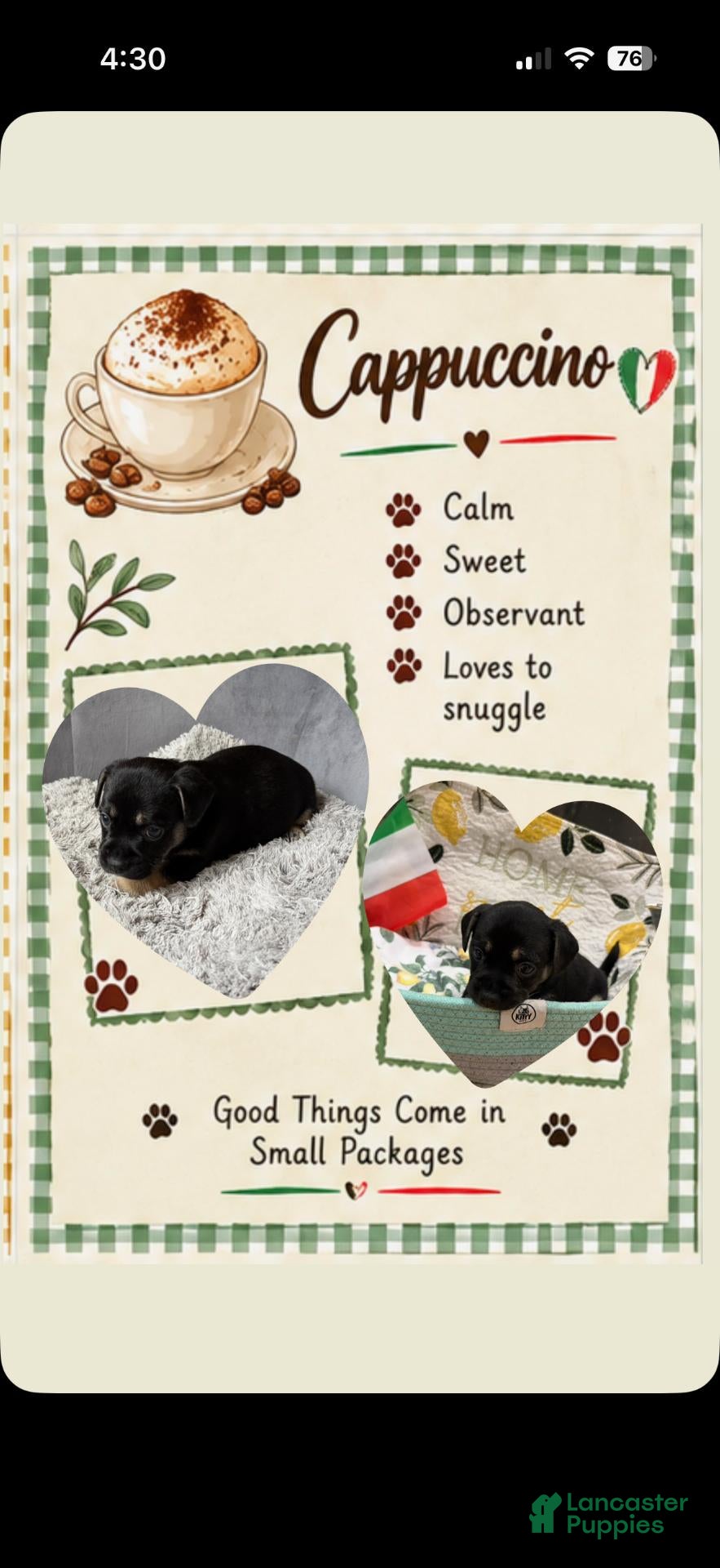 Mixed Breed dogs for sale: Cappuccino - Ad 27