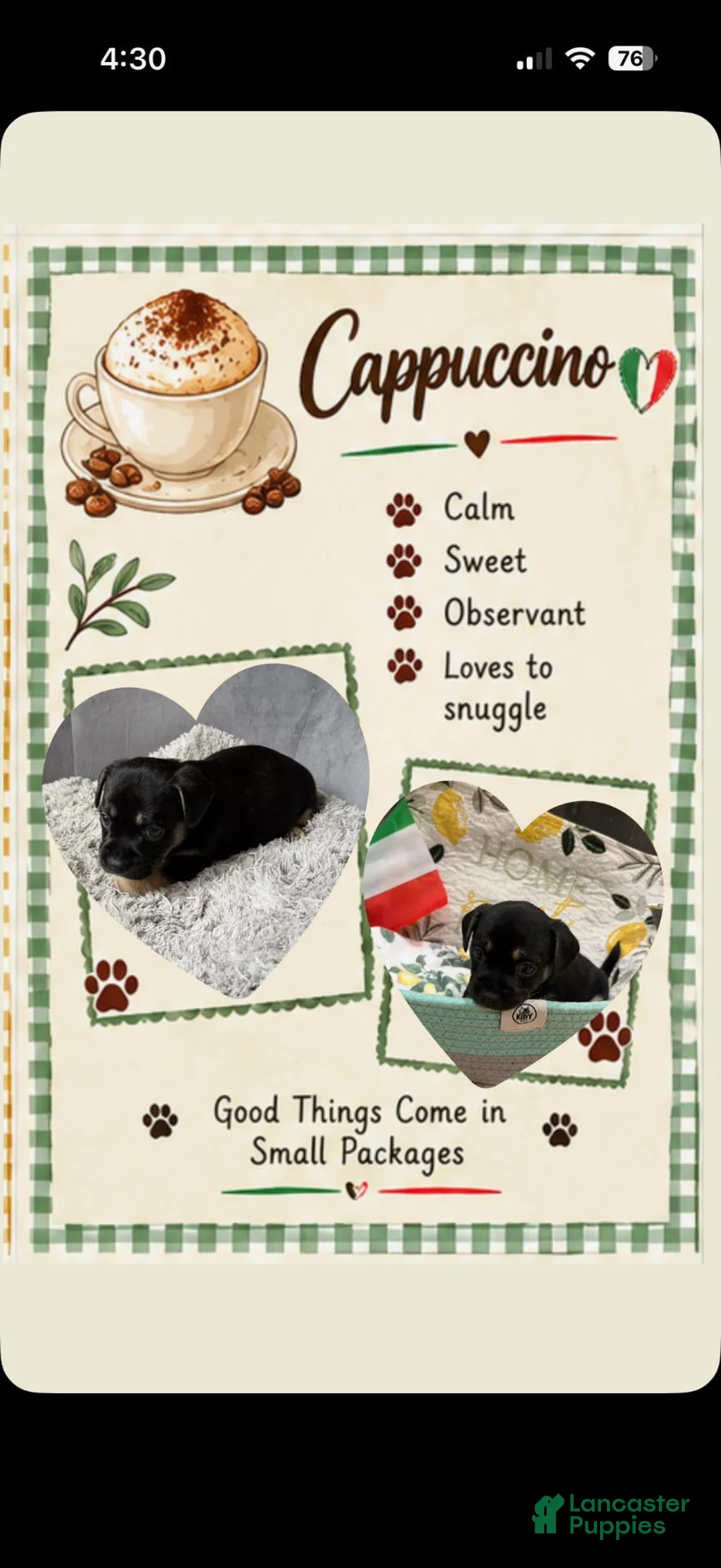 Mixed Breed dogs for sale: Cappuccino - Ad 1
