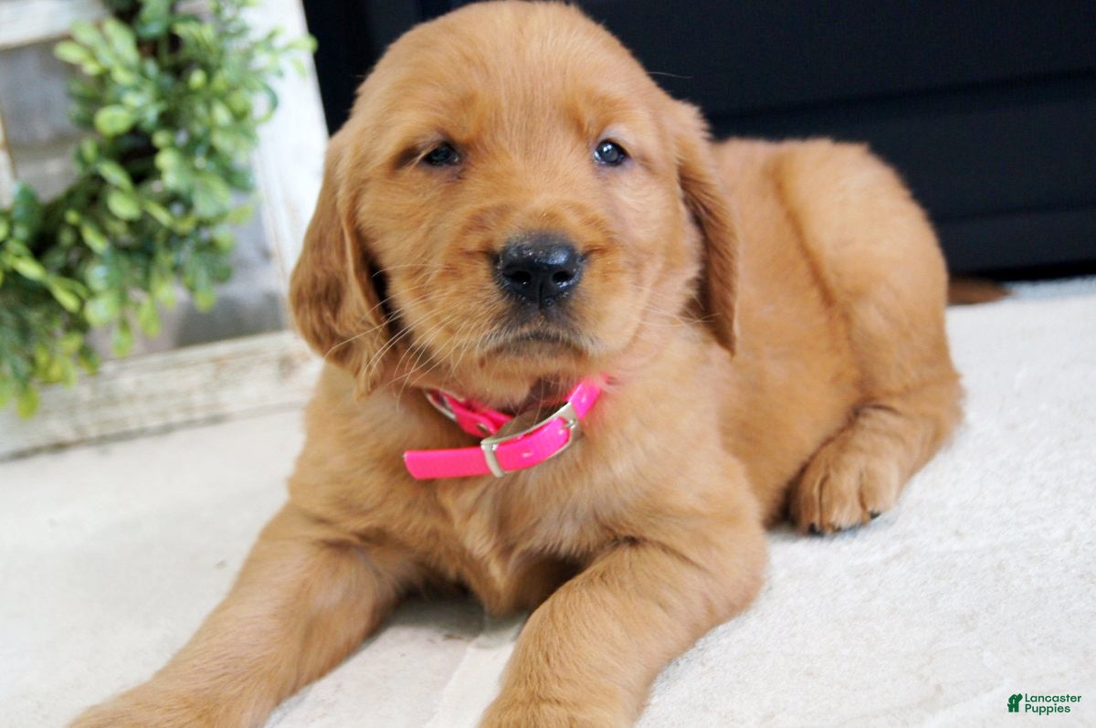 Golden Retriever dogs Sadie - Ad 1