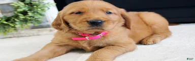 Sadie