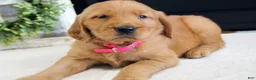 Golden Retriever dogs for sale: Sadie - Ad 1