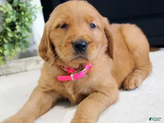 Golden Retriever dogs for sale: Sadie - Ad 2