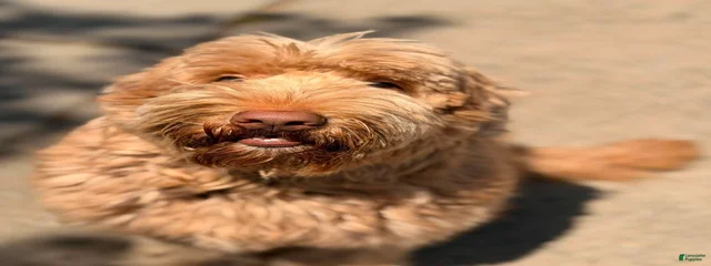 Kamilo