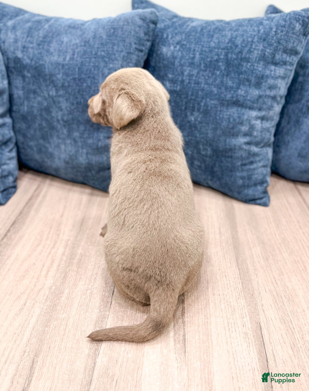 Labrador Retriever dogs for sale: Dusty - Ad 5