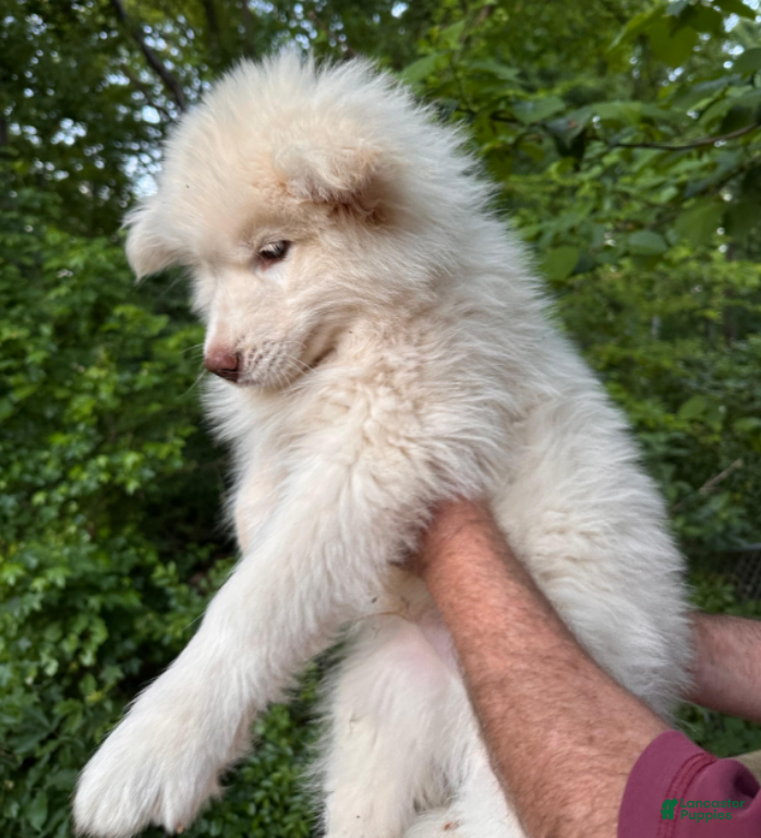 Siberian Husky dogs Wooly Whitey Boy - Ad 2