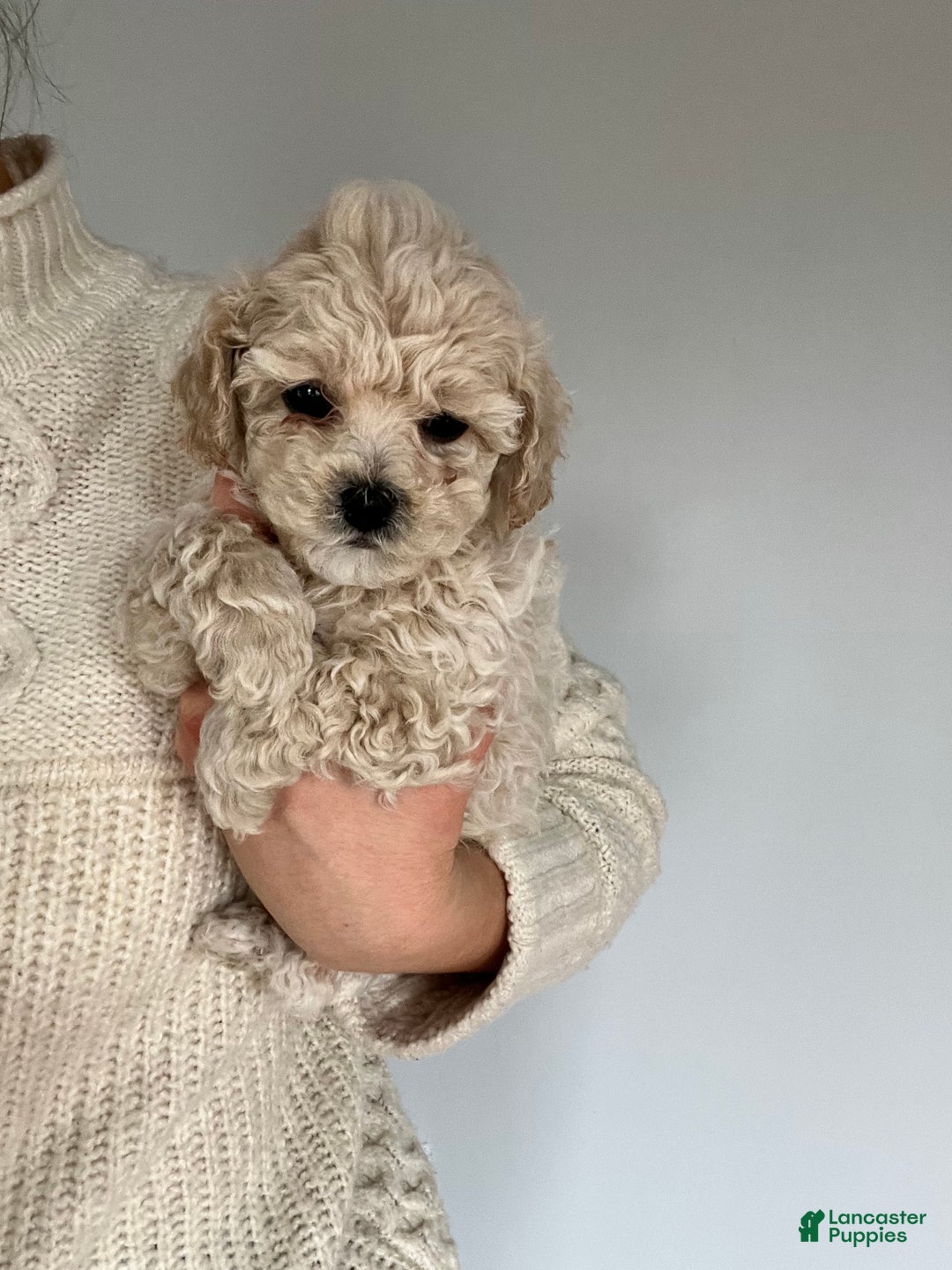 Toy Poodle Puppy for sale in Westfield Lancaster Puppies
