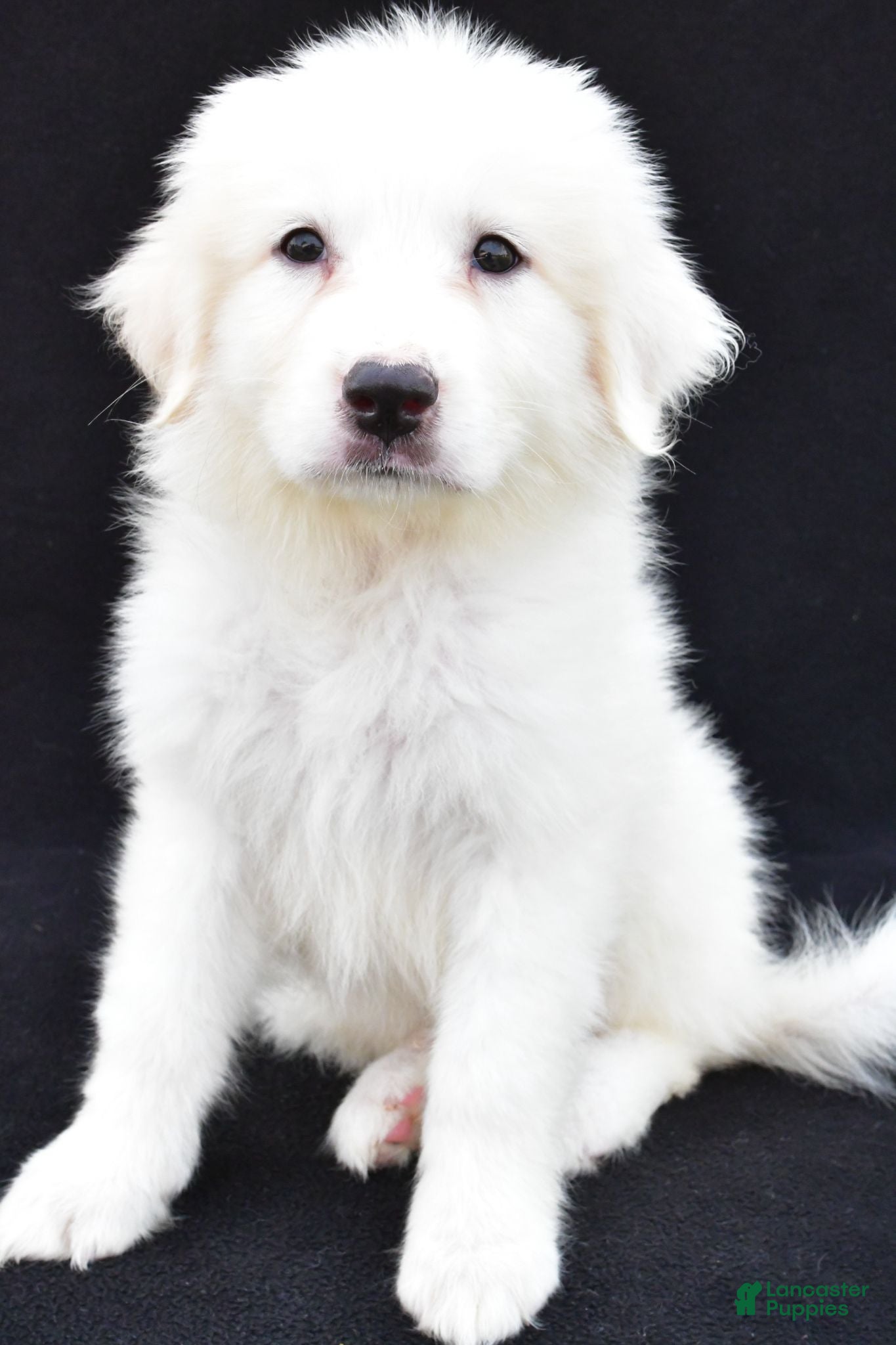 Great Pyrenees dogs Marla - Ad 1