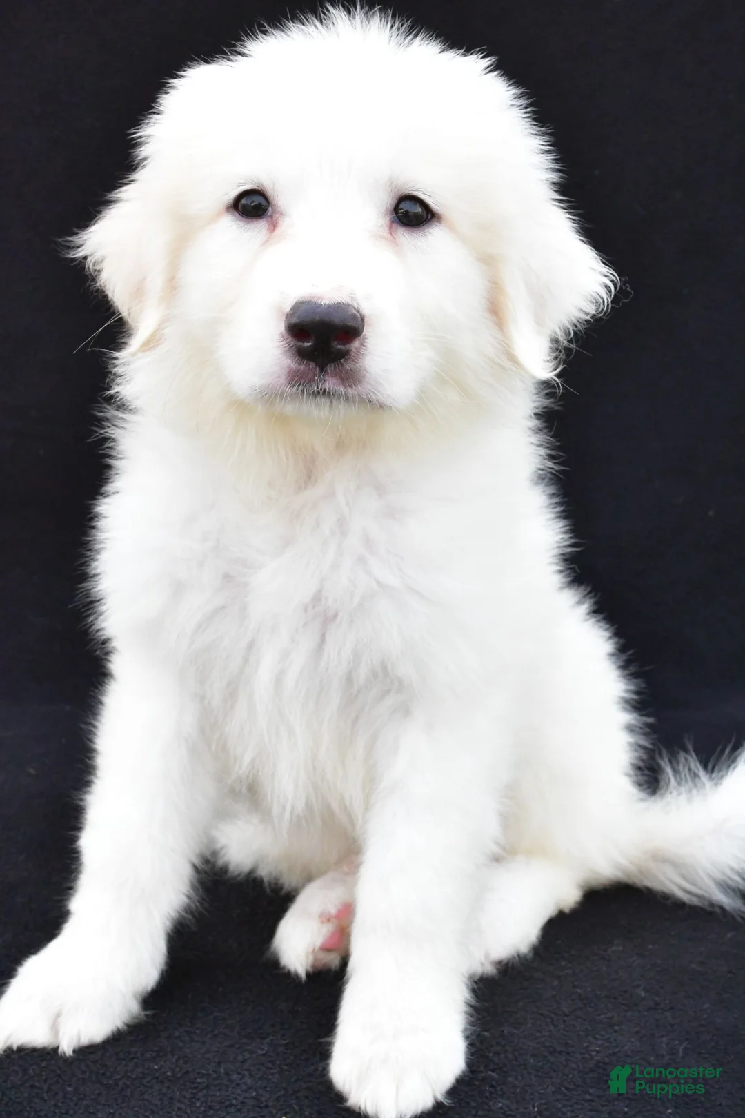 Great Pyrenees dogs for sale: Marla - Ad 1