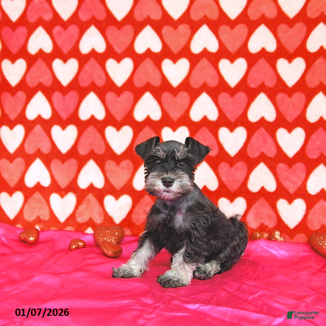 Miniature Schnauzer dogs for sale: Kyah - Ad 5