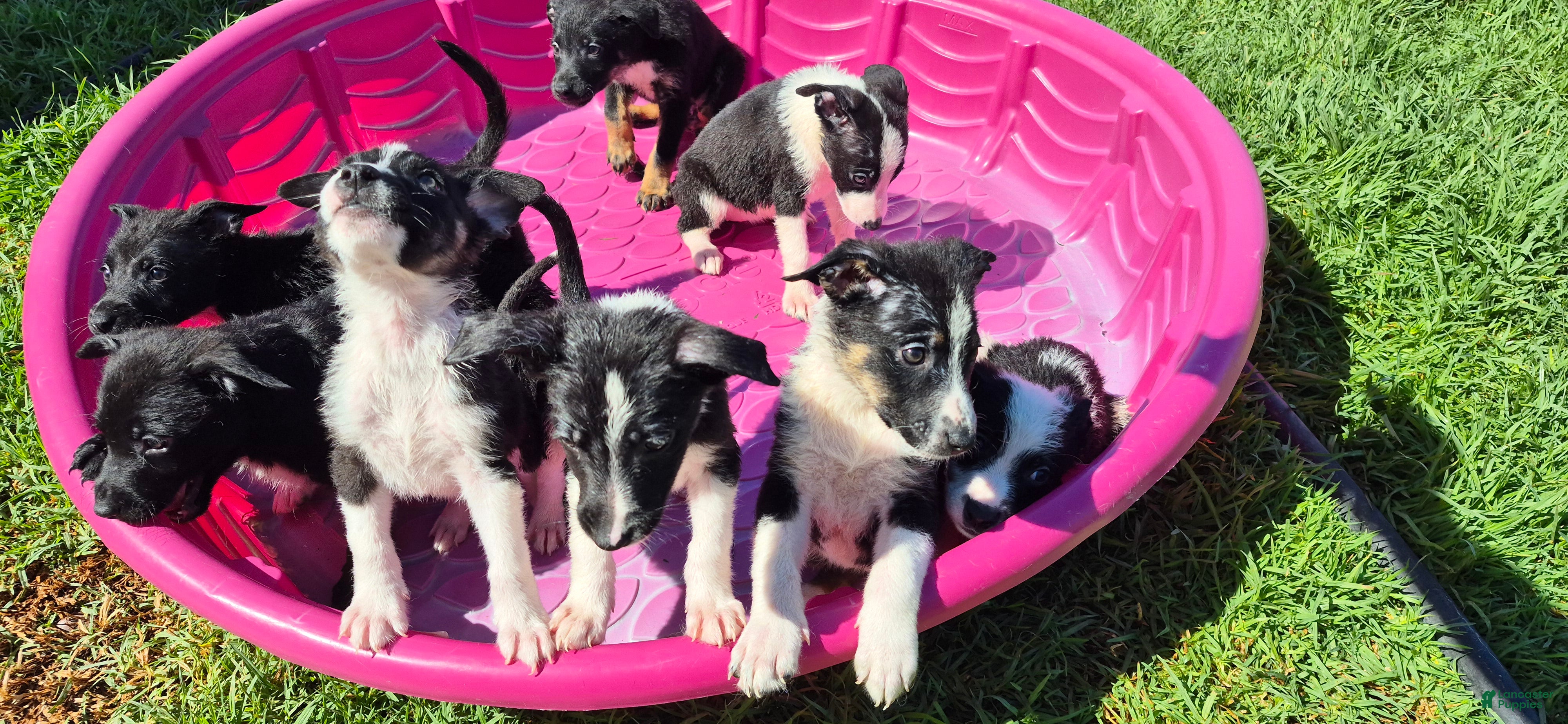 Mixed Breed dogs Mixed Breed 6 - Ad 33