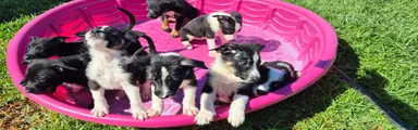 Mixed Breed 6