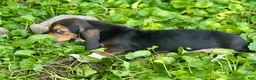 Basset Hound dogs for sale: Handsome Dan  - Ad 12