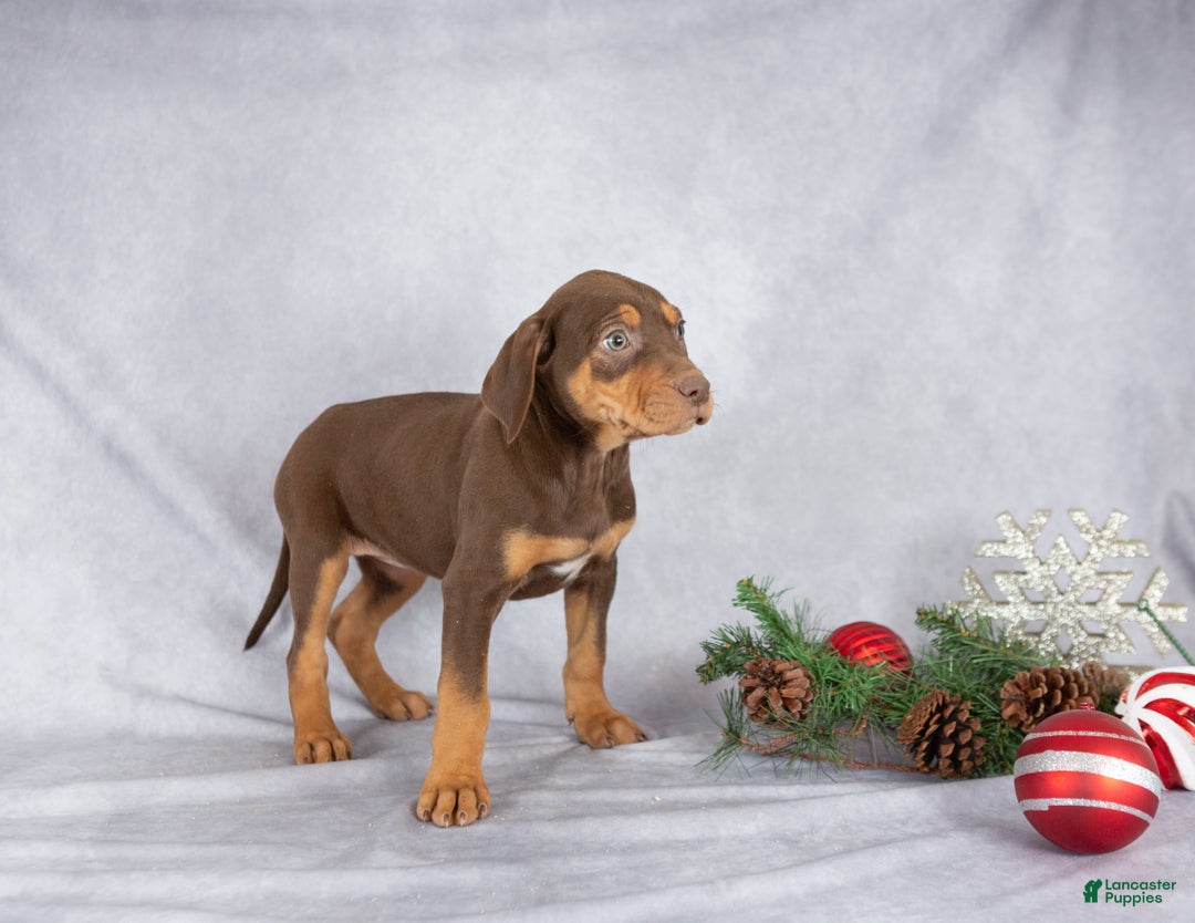 Catahoula Leopard Dog dogs for sale: Jewel - Ad 2