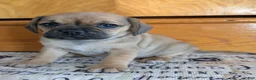Puggle dogs for sale: Kandi  - Ad 10