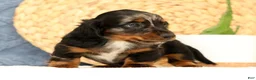 Miniature Dachshund dogs for sale: Jasper - Ad 5