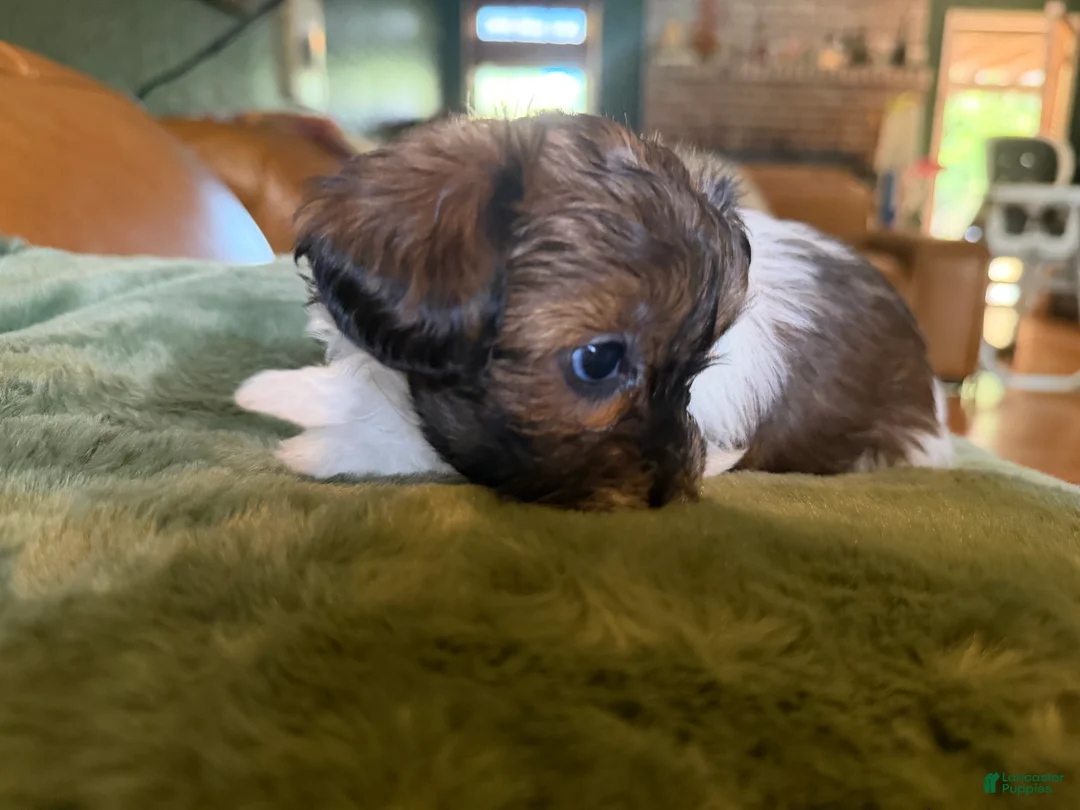 Maltipoo dogs for sale: Maltipoo 5 - Ad 2