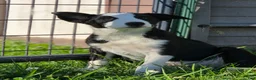 Border Collie dogs for sale: Kaida - Ad 13