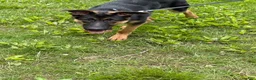 German Shepherd dogs for sale: Duke - Ad 10