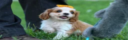 Cavalier King Charles Spaniel dogs for sale:  Nova🎀 - Ad 8