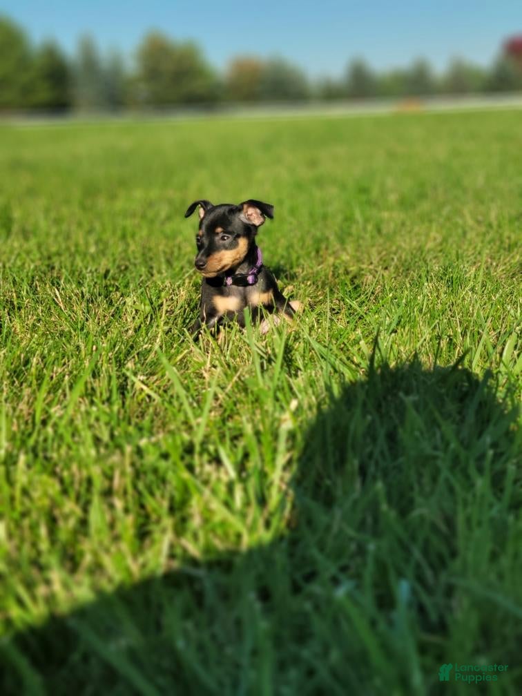 Miniature Pinscher (Miniature Pinscher, Male) in New Haven, IN