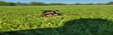 Miniature Pinscher 2