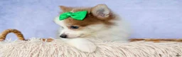 Pomeranian dogs for sale: Ernie🐾 - Ad 3