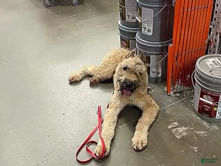 Bouvier Des Flandres dogs - Ad 2