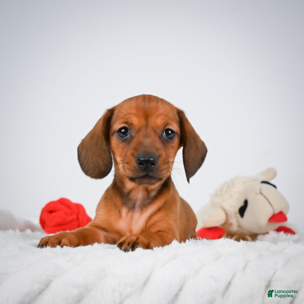Miniature Dachshund dogs Rosemary - Ad 1