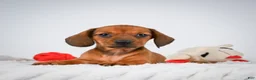 Miniature Dachshund dogs for sale: Rosemary - Ad 1