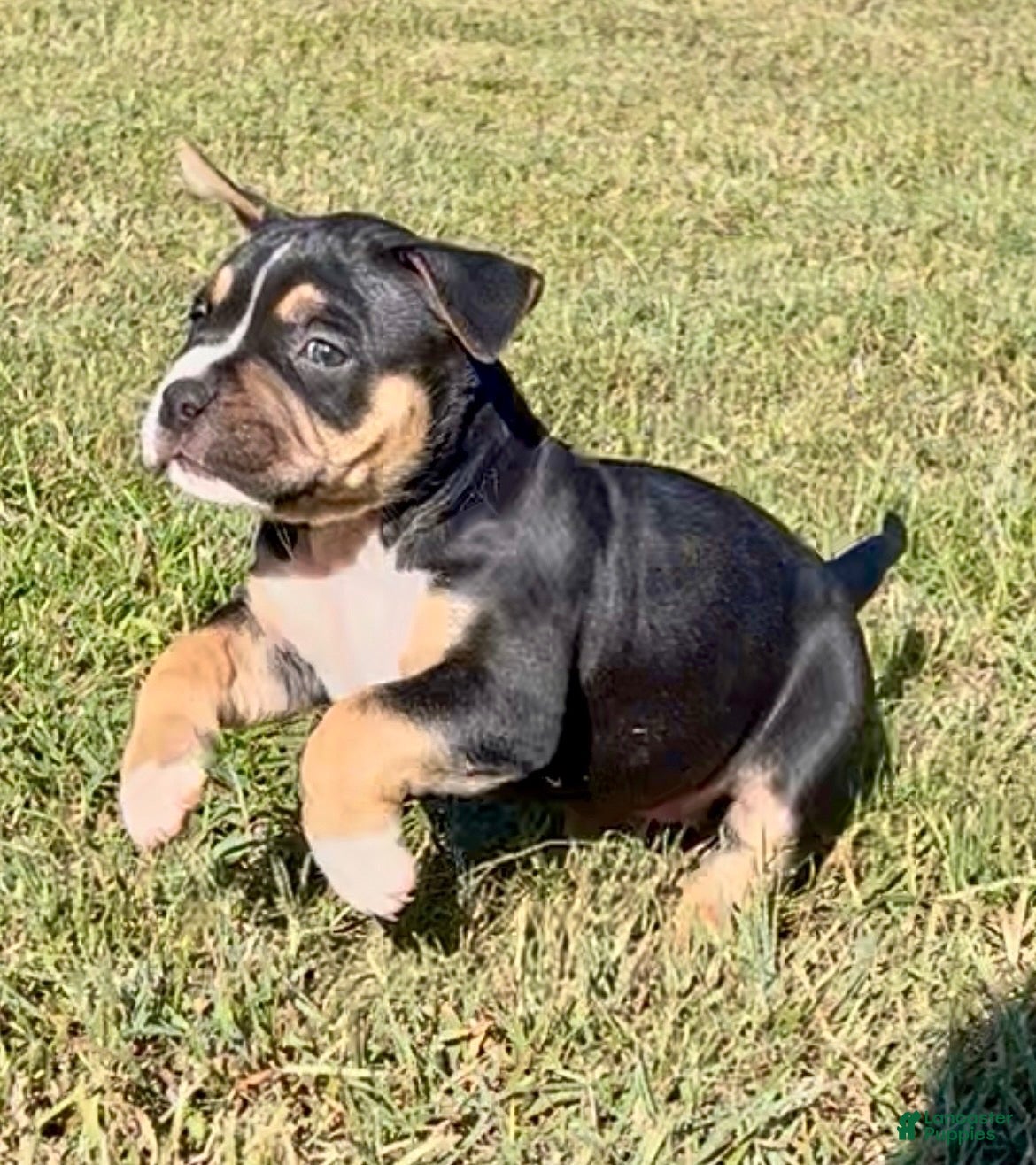 American Bully dogs American Bully 2 - Ad 2