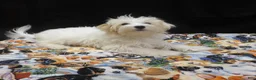 Maltipoo dogs for sale: Saxen - Ad 2