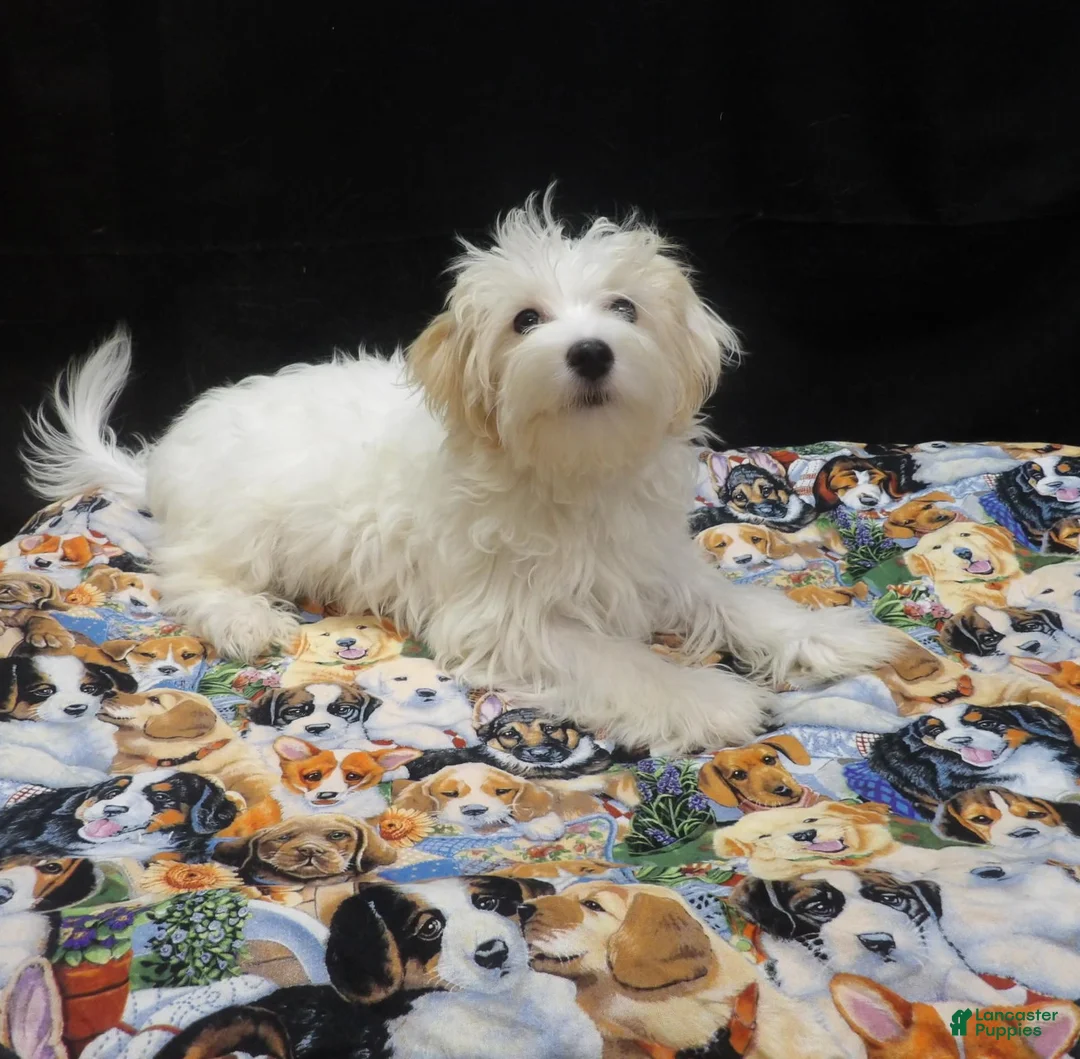 Maltipoo dogs for sale: Saxen - Ad 2