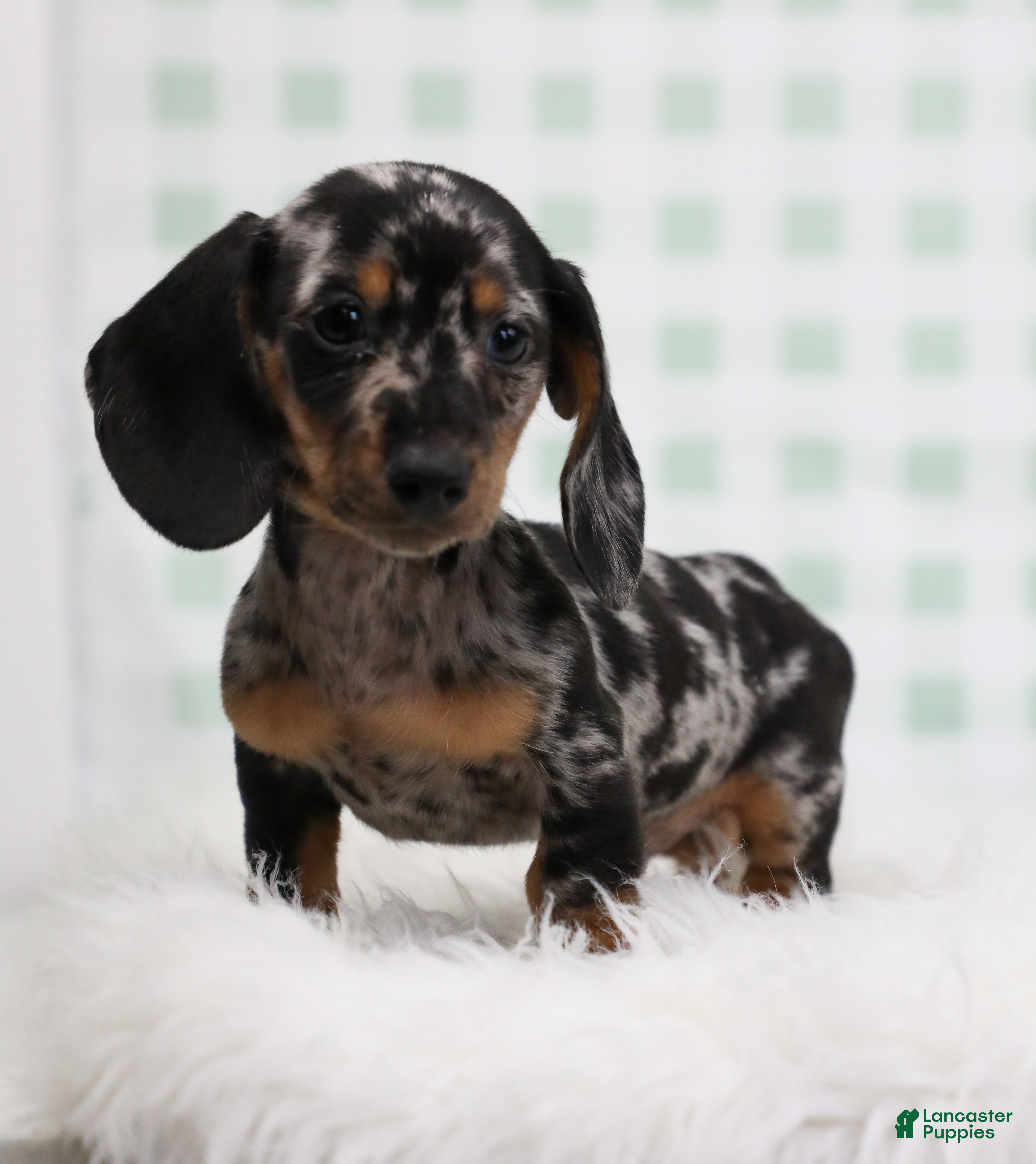 Miniature Dachshund dogs Pierre 🫐 - Ad 2
