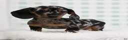 Miniature Dachshund dogs for sale: Pierre 🫐 - Ad 2